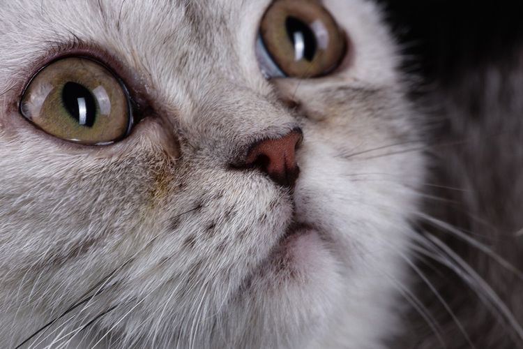 Gato bonito