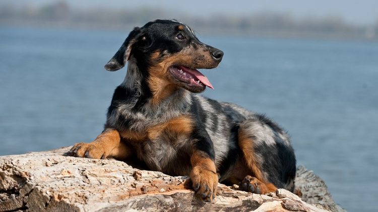 Beauceron (Pastor francés de pelo corto)