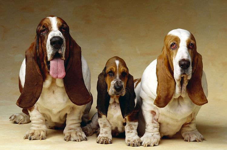 Basset hound
