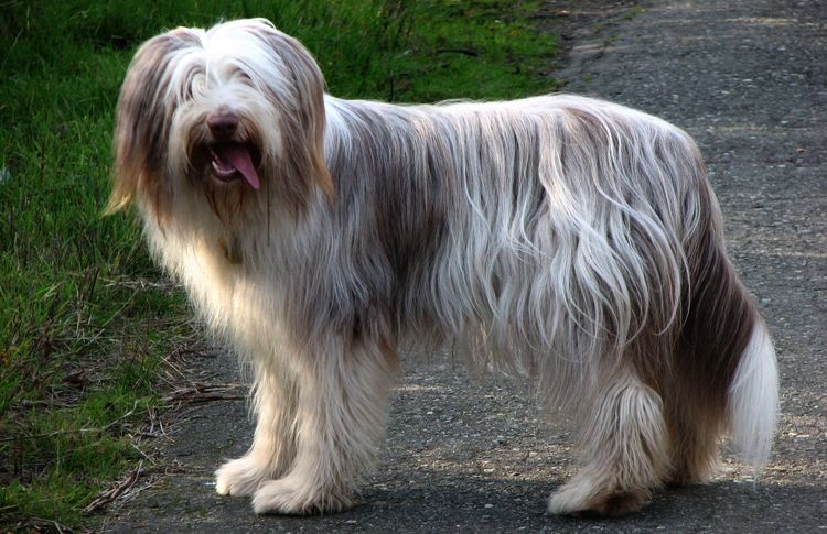 León Bichón