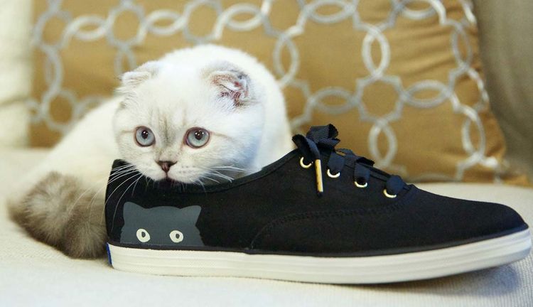 El gato y el calzado