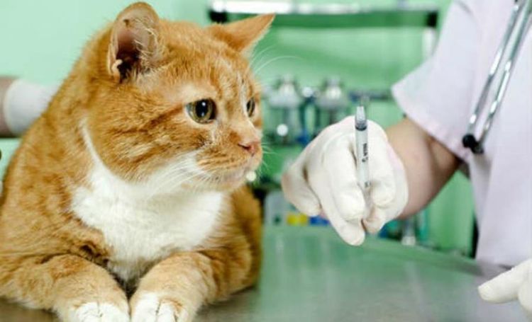 Vacunación del gato