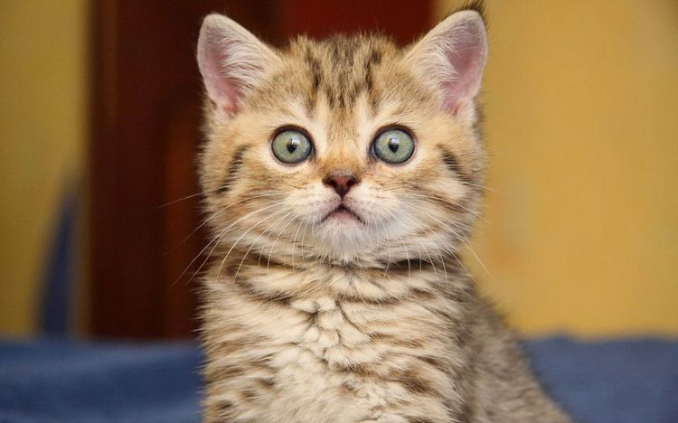 Gatito sorprendido