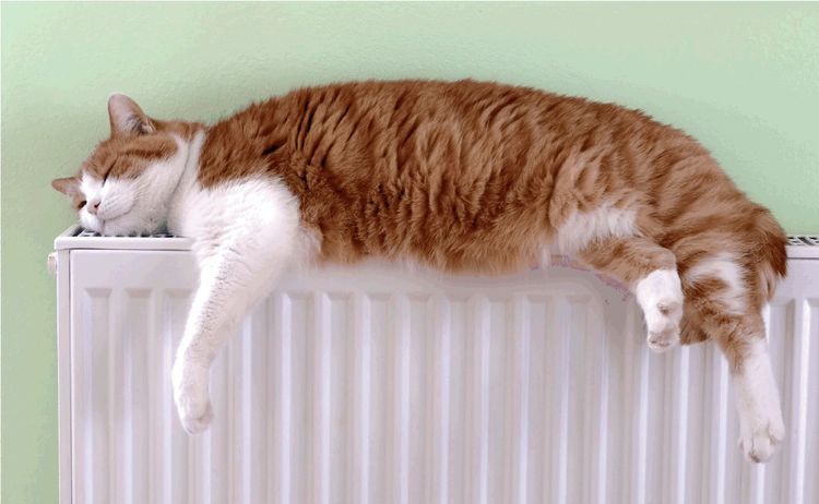 Gato durmiendo en el radiador