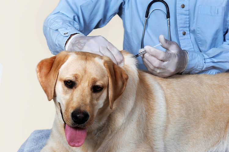 Inyección a un perro en la cruz