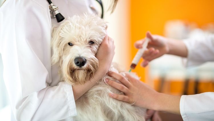 Inyección hormonal a un perro