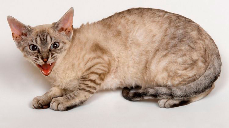 Gata estresada