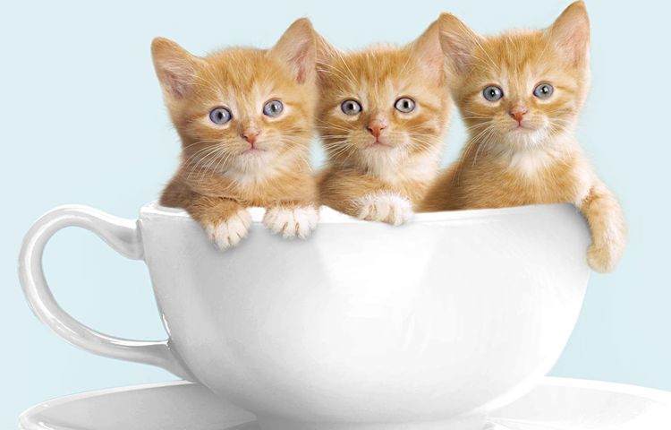 Gatitos