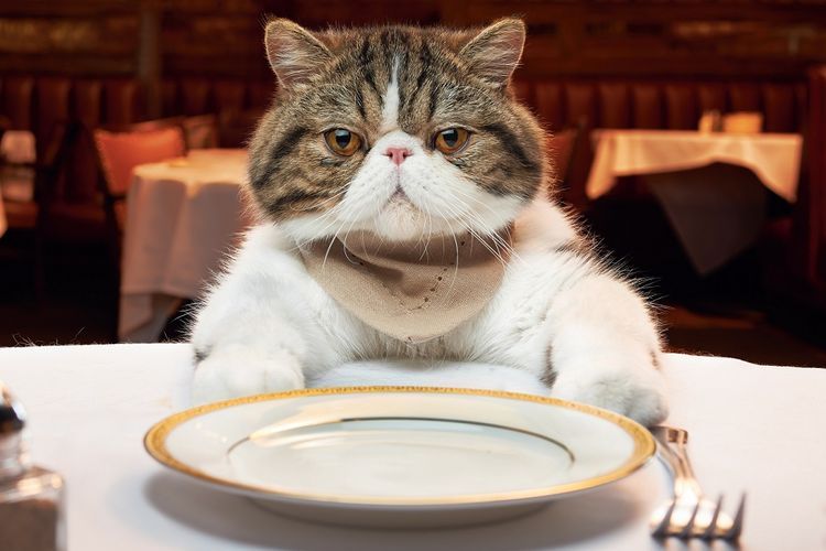 Gato gordo frente a un plato vacío