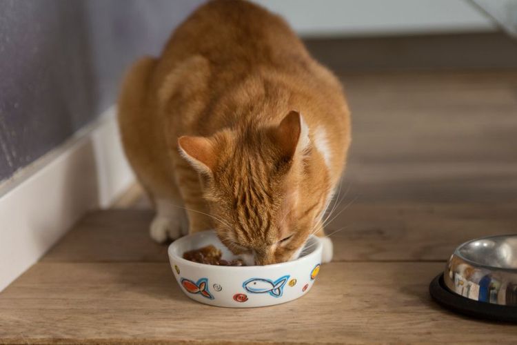 El gato come del cuenco