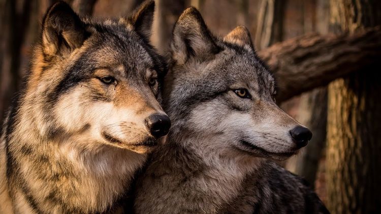 Lobos