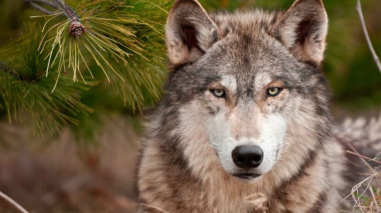Lobo entre ramas de abeto