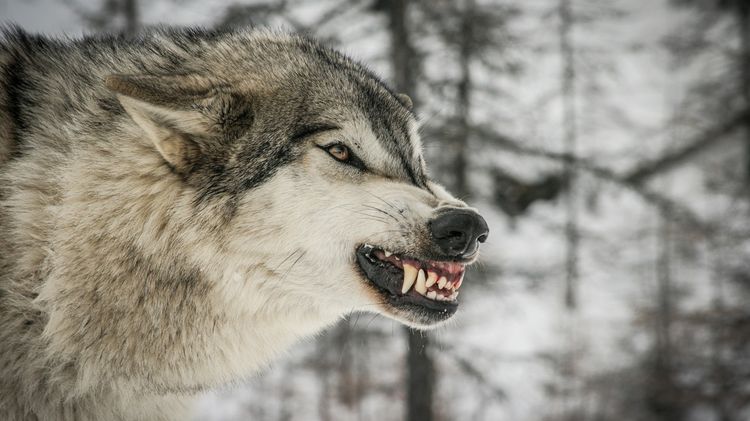 La mueca del lobo
