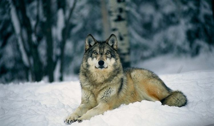 Lobo en la nieve
