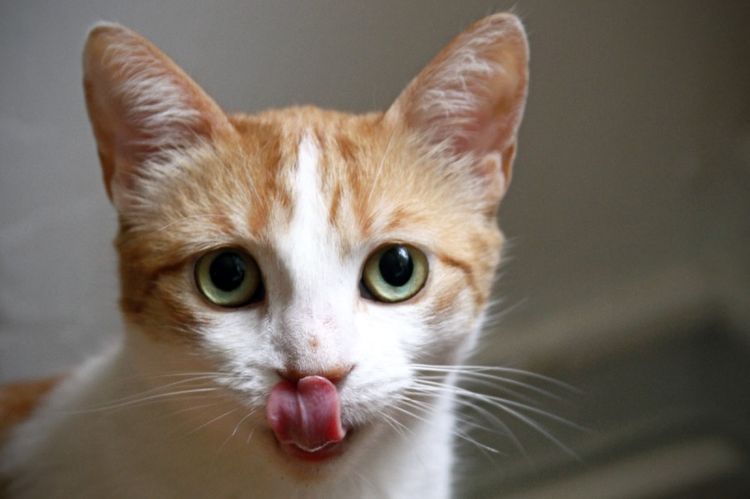 Gato triste se lame