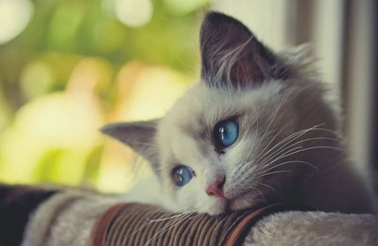 Triste gatito de ojos azules