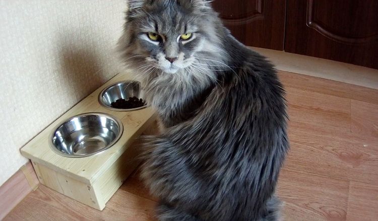 Gato enfadado