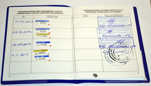 Pasaporte veterinario del perro