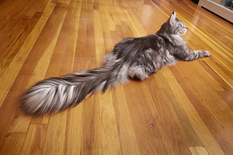 Gato con la cola más larga