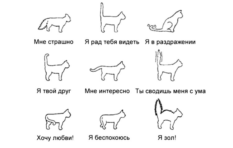 Emociones del gato