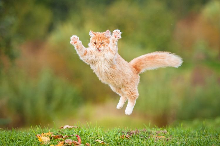 El gato caza