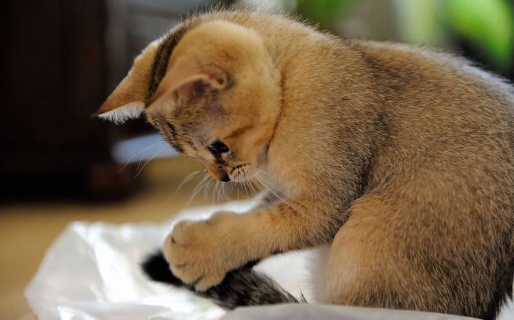 El gatito juega con la cola