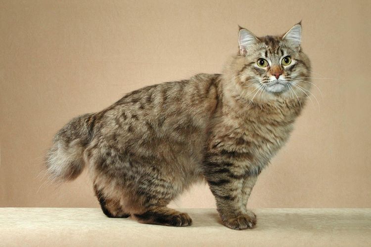 Gato de raza bobtail