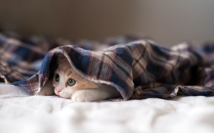 El gatito se esconde