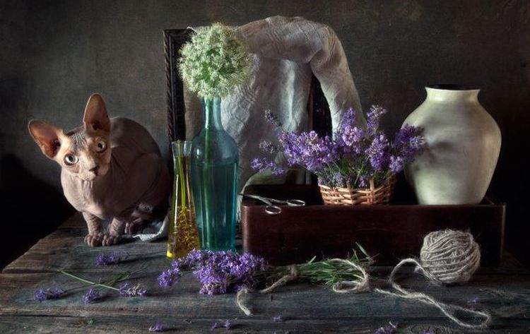 Gato y lavanda