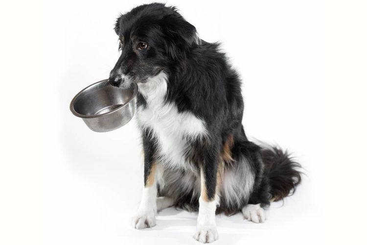 El perro sostiene el cuenco