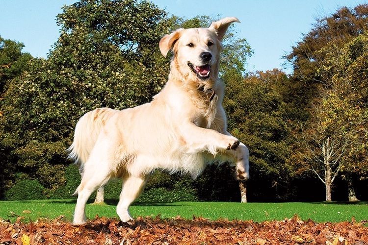 El retriever salta
