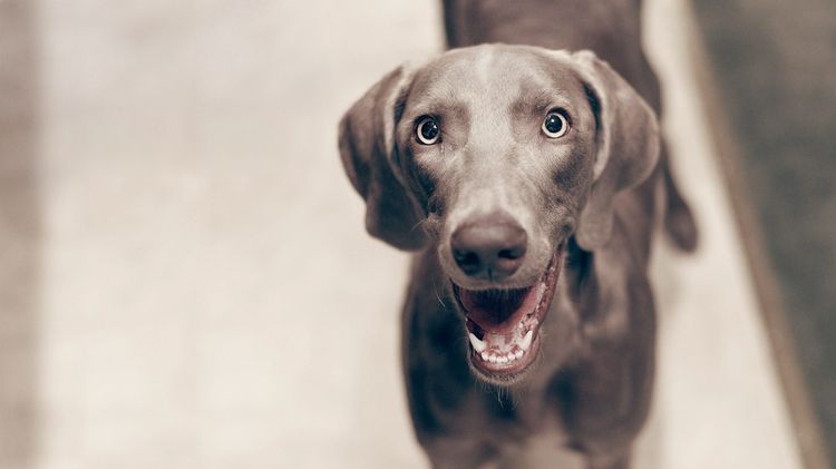 El perro sonríe