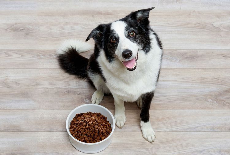 El perro y el alimento seco