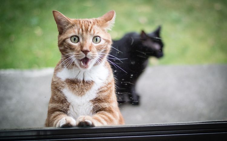 Gato sorprendido