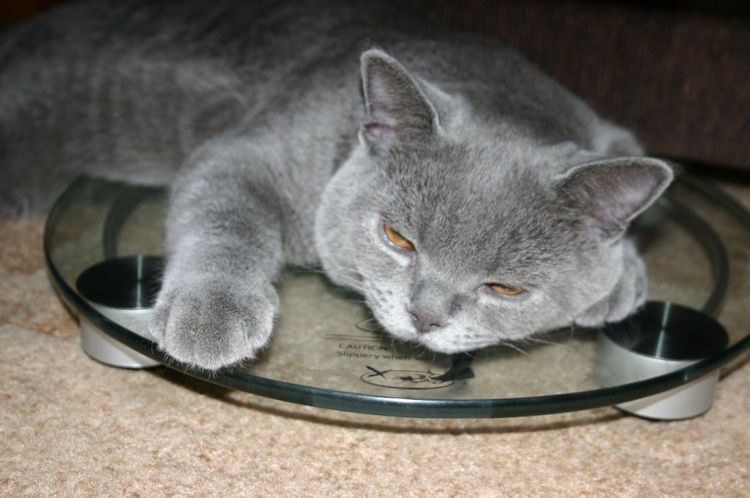 La gata duerme sobre la báscula