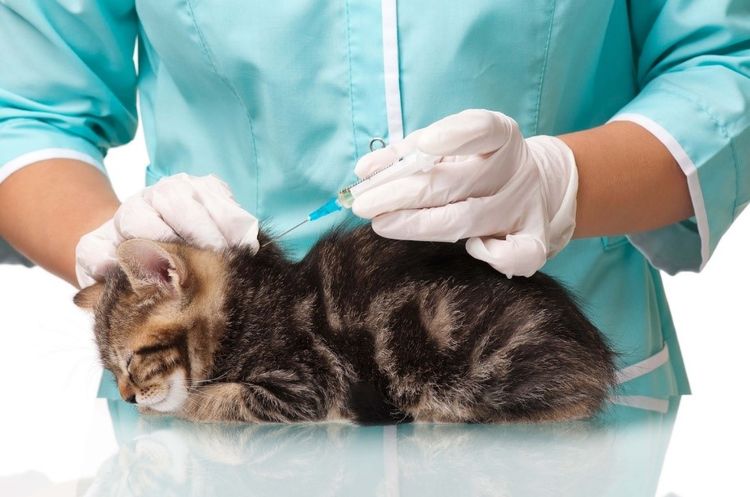 Inyección subcutánea en la gata