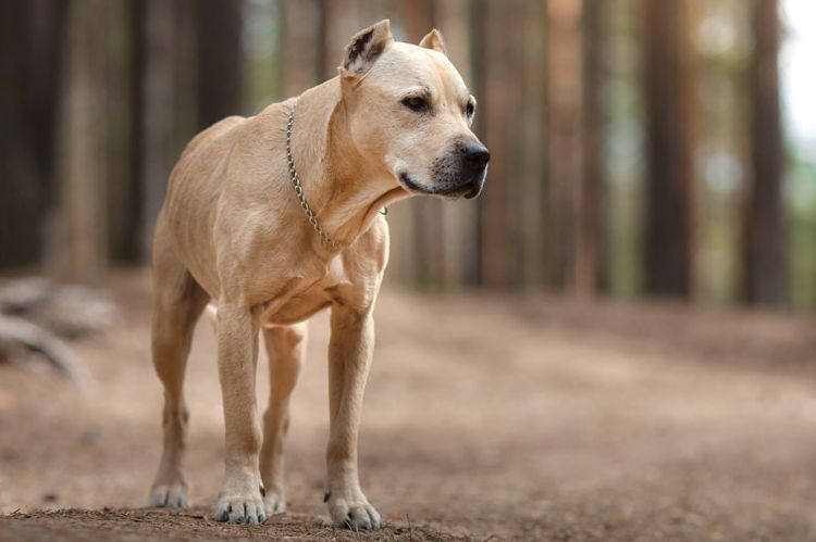 Staffordshire Bull Terrier