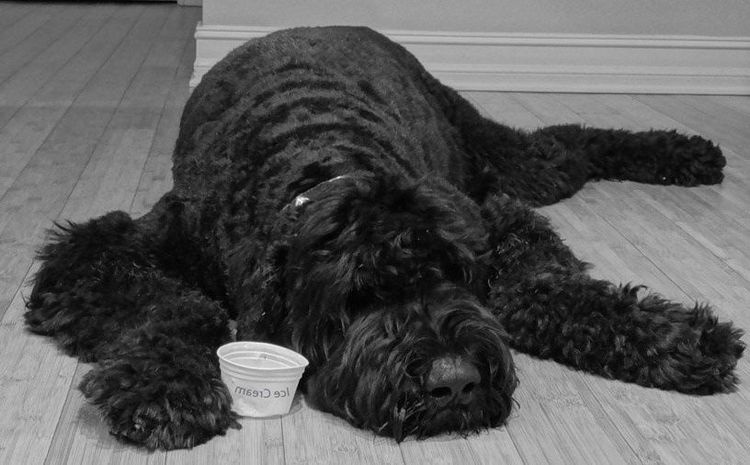Black Russian Terrier