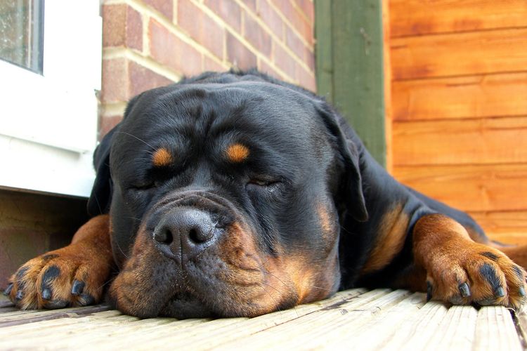 Rottweiler