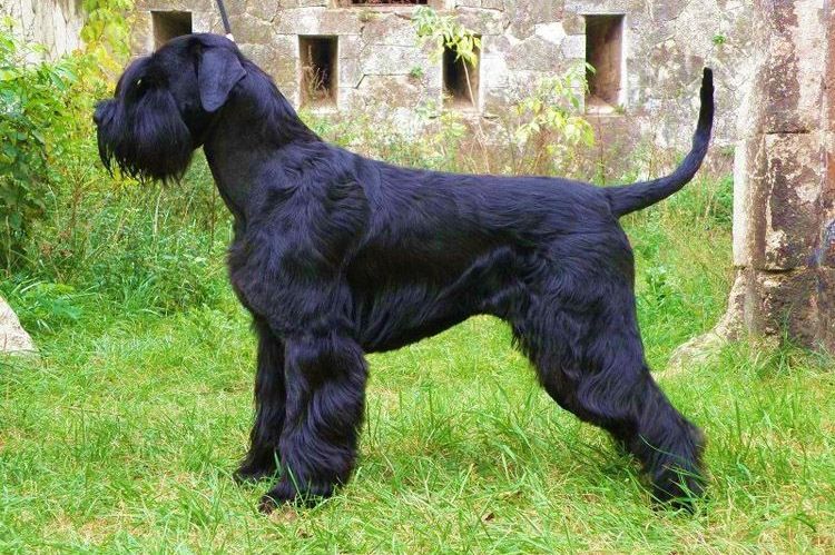 Riesenschnauzer