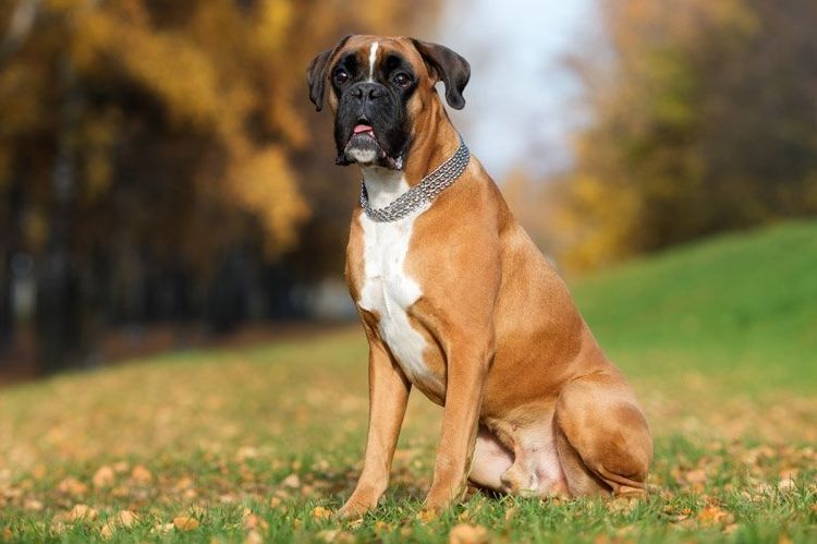 Boxer