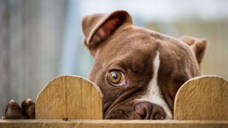 Perro guardián