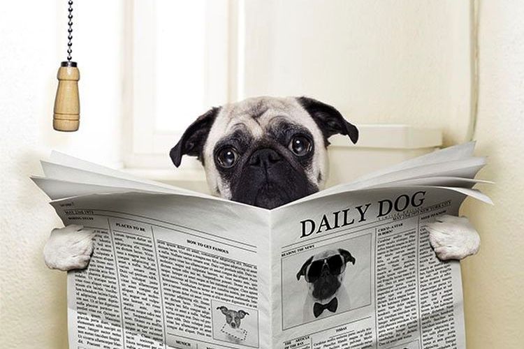 Un perro en el inodoro con un periódico