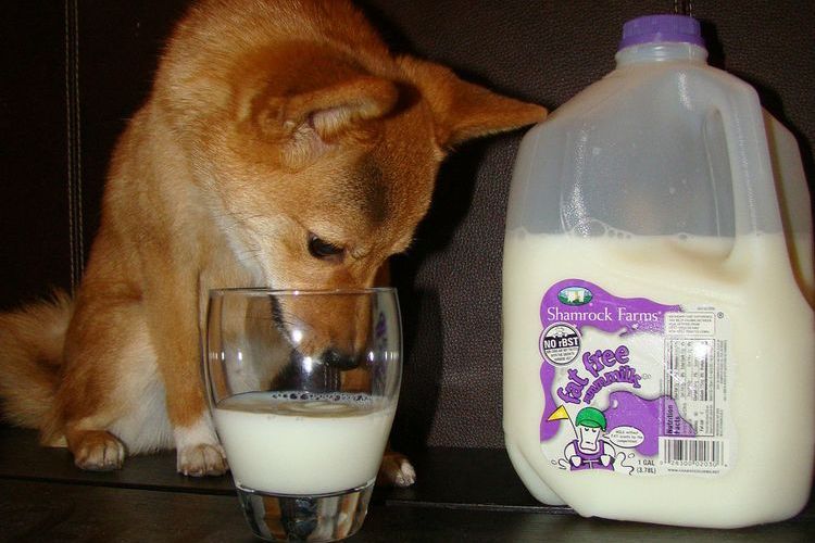Shiba Inu bebe leche de un vaso