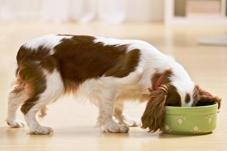 El spaniel come del cuenco