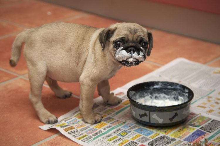 Un Carlino come crema agria
