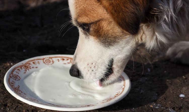 Un perro bebe leche