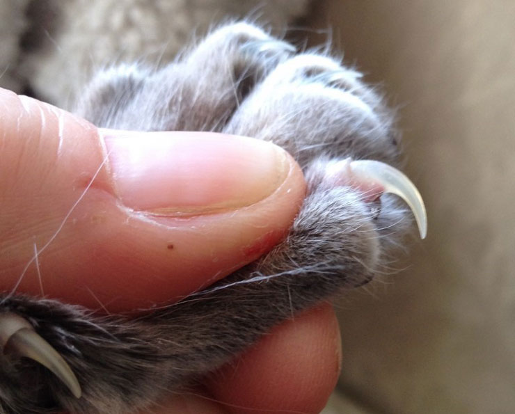 Corte de uñas al gato