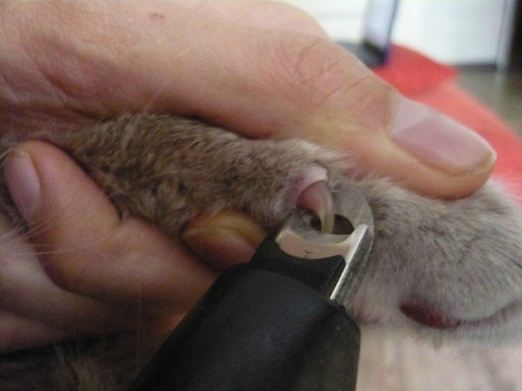 Corte de uñas al gato