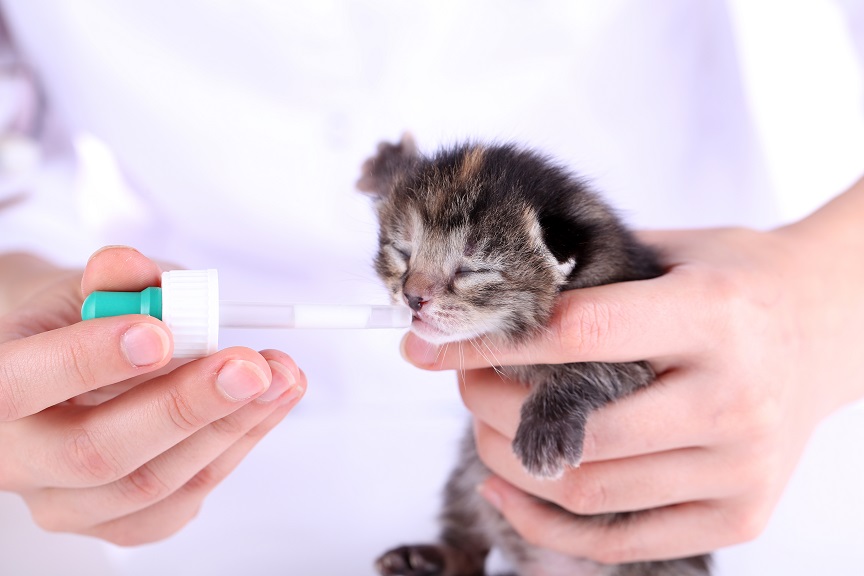 Alimentación de un gatito recién nacido con cuentagotas